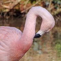 Buy canvas prints of A Flamingo Preening Itself by Jane Metters