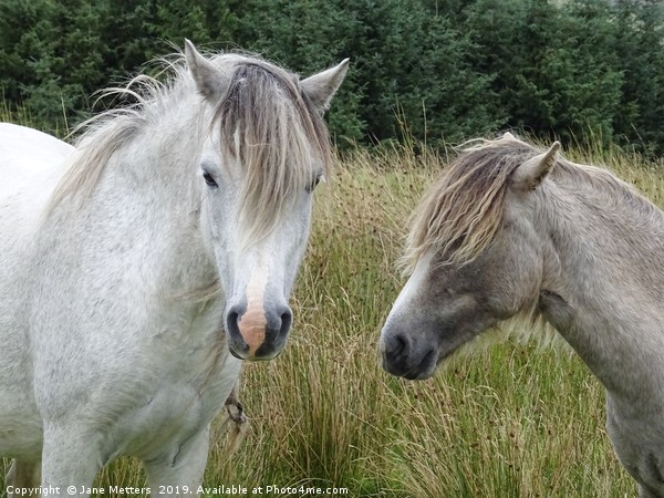 Brecon Ponies Picture Board by Jane Metters