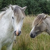 Buy canvas prints of Brecon Ponies by Jane Metters