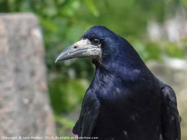 A Rook Close Up Picture Board by Jane Metters