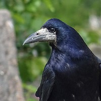 Buy canvas prints of A Rook Close Up by Jane Metters