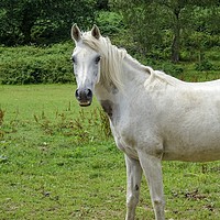Buy canvas prints of White Horse by Jane Metters