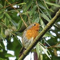 Buy canvas prints of Robin Red Brest by Jane Metters