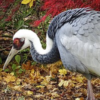 Buy canvas prints of A Crane in Autumn by Jane Metters