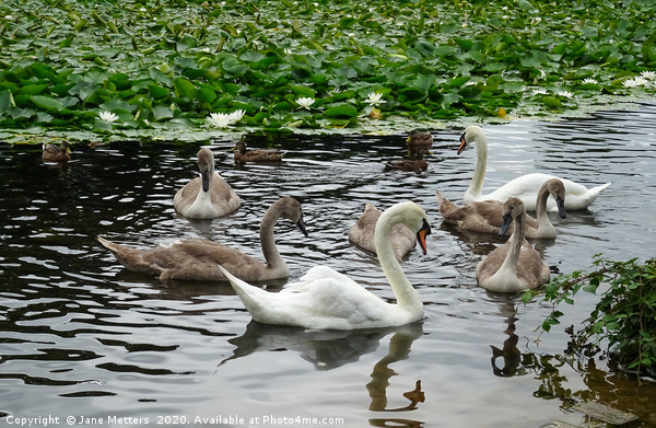 A Family of Swans Picture Board by Jane Metters