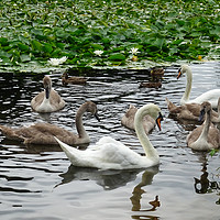 Buy canvas prints of A Family of Swans by Jane Metters