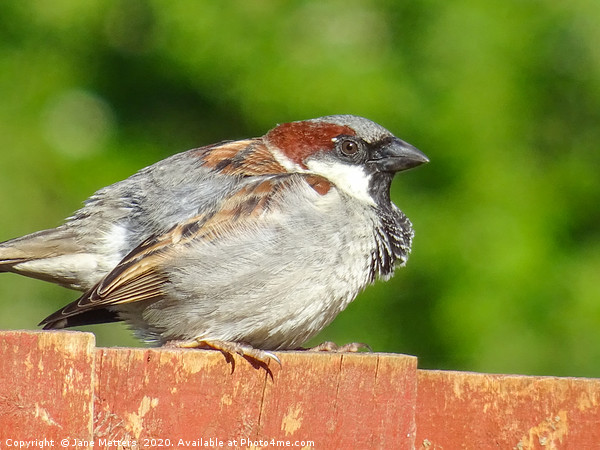 House Sparrow Picture Board by Jane Metters