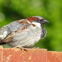 Buy canvas prints of House Sparrow by Jane Metters