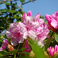 Buy canvas prints of Flowers in Springtime by Jane Metters