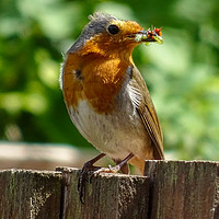 Buy canvas prints of Gathering Food by Jane Metters