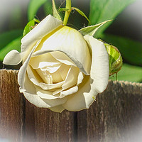 Buy canvas prints of White Rose by Jane Metters
