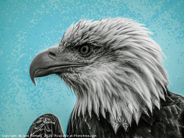 Bald Eagle Picture Board by Jane Metters