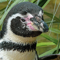 Buy canvas prints of Penguin  by Jane Metters