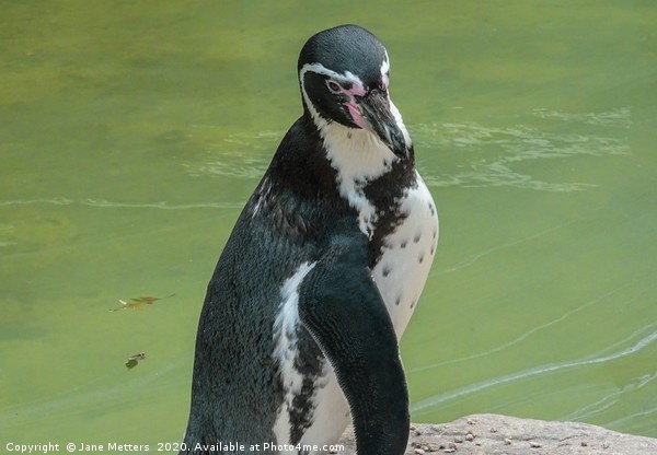 Posing Penguin Picture Board by Jane Metters