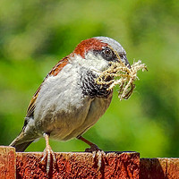 Buy canvas prints of Nesting Material by Jane Metters