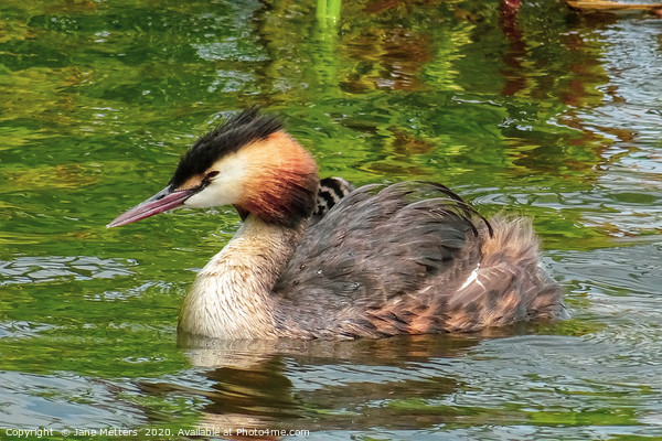 Great Crested Grebe Picture Board by Jane Metters