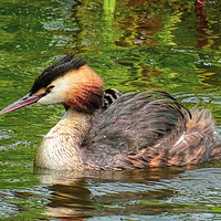 Buy canvas prints of Great Crested Grebe by Jane Metters