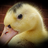 Buy canvas prints of Duckling by Jane Metters