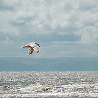 Buy canvas prints of Flying over the Sea by Jane Metters