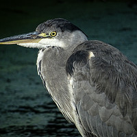 Buy canvas prints of Heron Close Up by Jane Metters
