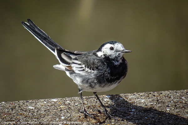 Pied Wagtail Picture Board by Jane Metters