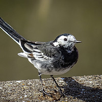 Buy canvas prints of Pied Wagtail by Jane Metters