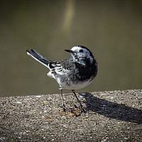 Buy canvas prints of Little Bird by Jane Metters