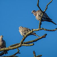 Buy canvas prints of Three Collared Doves by Jane Metters