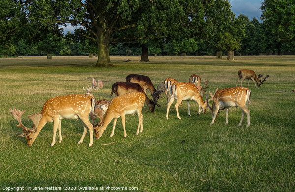 Deer Grazing Picture Board by Jane Metters