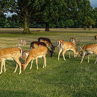 Buy canvas prints of Deer Grazing by Jane Metters