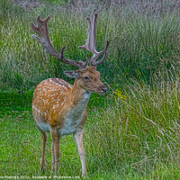 Buy canvas prints of Fallow Deer  by Jane Metters