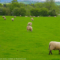 Buy canvas prints of Sheep Grazing by Jane Metters