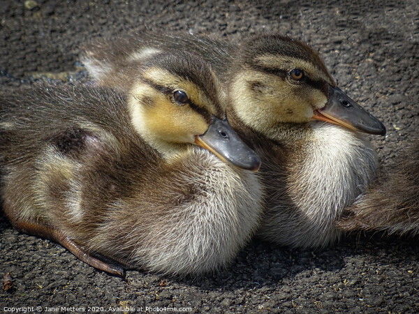 Cute Ducklings  Picture Board by Jane Metters