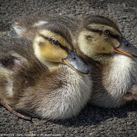 Buy canvas prints of Cute Ducklings  by Jane Metters