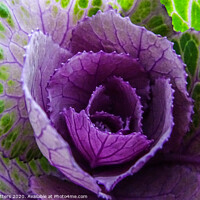 Buy canvas prints of Purple and Green by Jane Metters