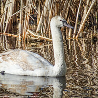 Buy canvas prints of A Young Swan by Jane Metters