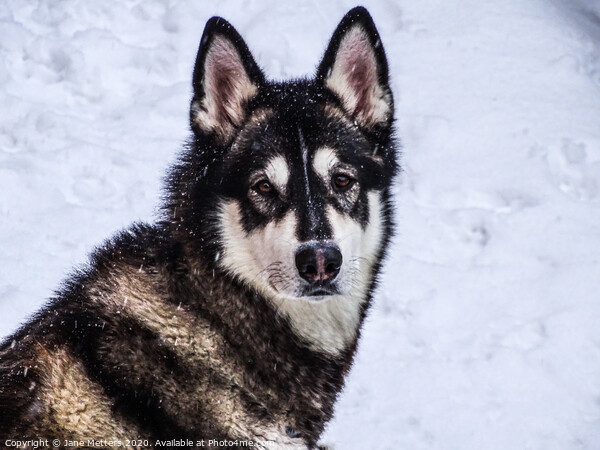Malamute in the Snow Picture Board by Jane Metters