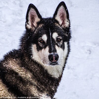 Buy canvas prints of Malamute in the Snow by Jane Metters