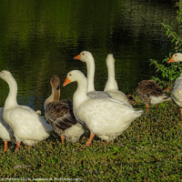 Buy canvas prints of A Flock of Geese by Jane Metters