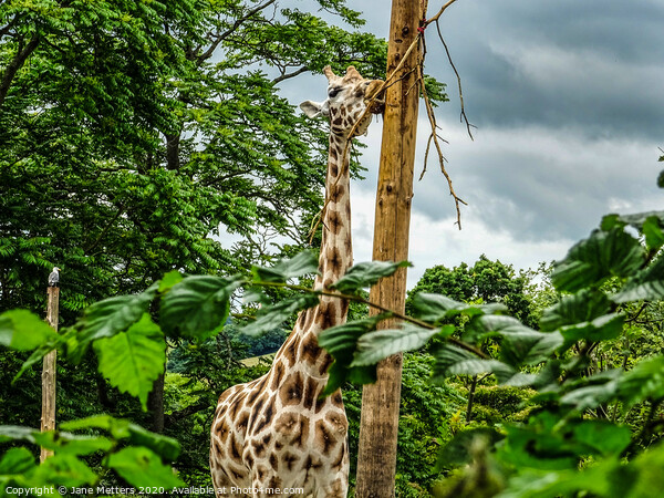 Giraffe  Picture Board by Jane Metters
