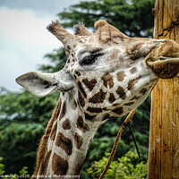 Buy canvas prints of A Giraffe Close-Up by Jane Metters