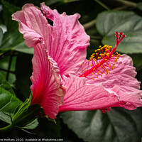 Buy canvas prints of Hawaiian Hibiscus  by Jane Metters