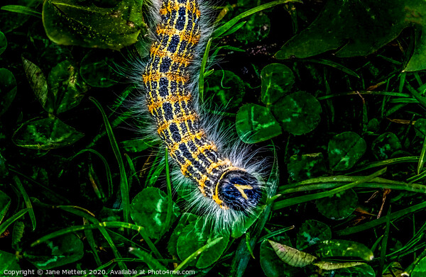 Buff-Tip Caterpillar  Picture Board by Jane Metters