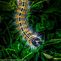 Buy canvas prints of Buff-Tip Caterpillar  by Jane Metters