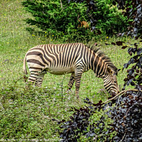 Buy canvas prints of A Zebra Grazing by Jane Metters
