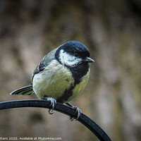 Buy canvas prints of Great Tit  by Jane Metters