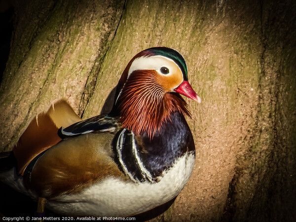 Mandarin Duck Picture Board by Jane Metters