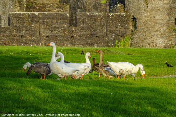 Geese in front of Caerphilly Castle  Picture Board by Jane Metters