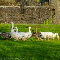 Buy canvas prints of Geese in front of Caerphilly Castle  by Jane Metters