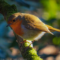 Buy canvas prints of Robin Red Brest  by Jane Metters